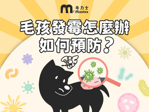 貓狗發霉怎麼辦,如何預防寵物發霉,預防寵物發霉的方法