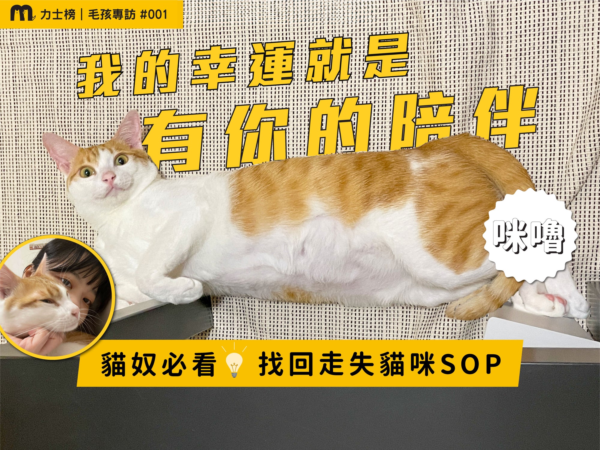 blog1_maolex-dog-cat-pet-food-wetfood-freshfood-catfood-dogfood-dryfeed-adult cat-cat food-cat dry food-lost cat-cat missing-cat back home-cat slave-cat chip