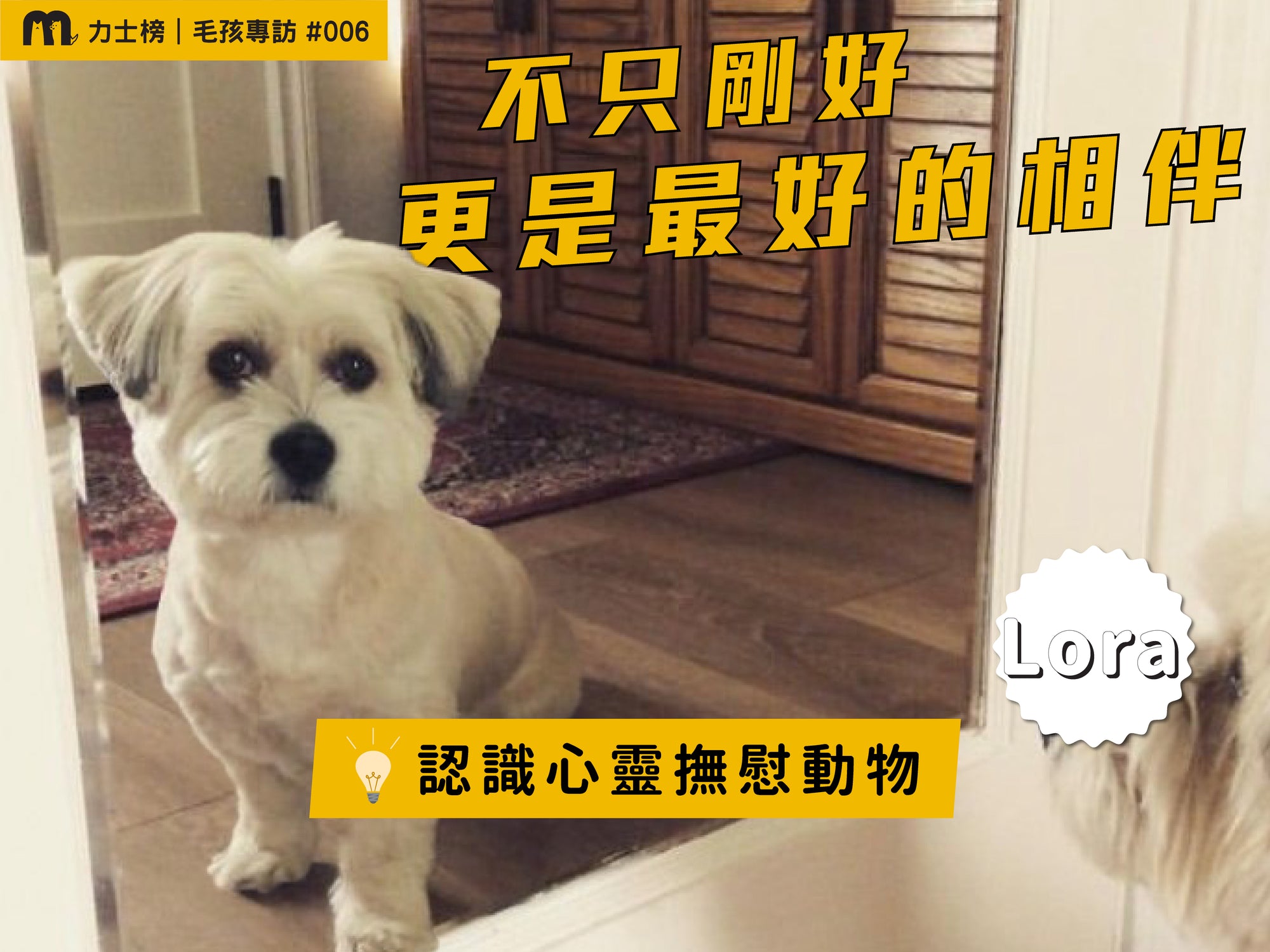 blog1_maolex-dog-cat-pet-food-wetfood-freshfood-catfood-dogfood-dryfeed-dog communication-pet friendly-dog on the plane-psychiatric service dog-Comfort dogs-dog care