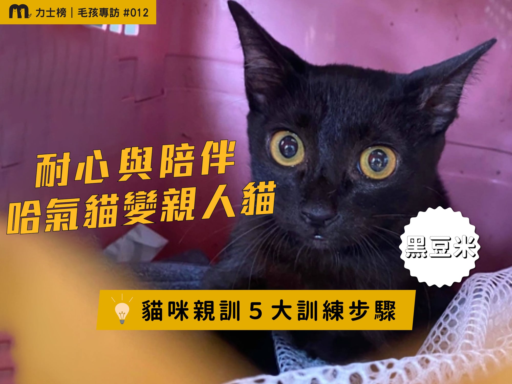 哈氣貓咪親訓五大訓練步驟