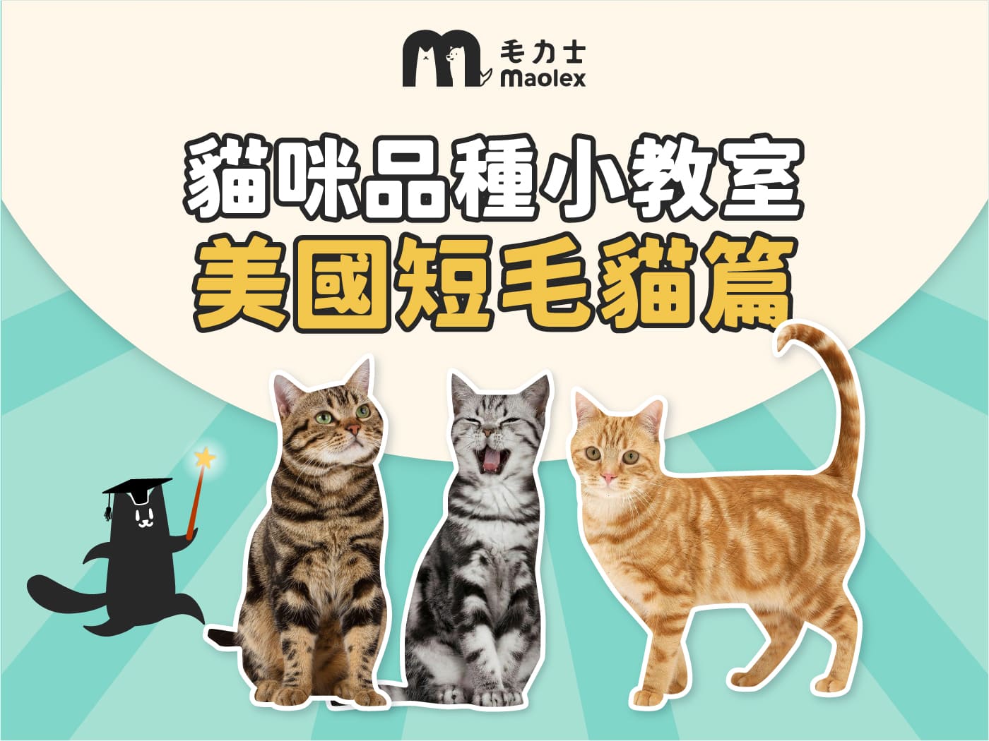 【貓咪品種小教室🧑🏫美短篇】恰到好處的親人E貓