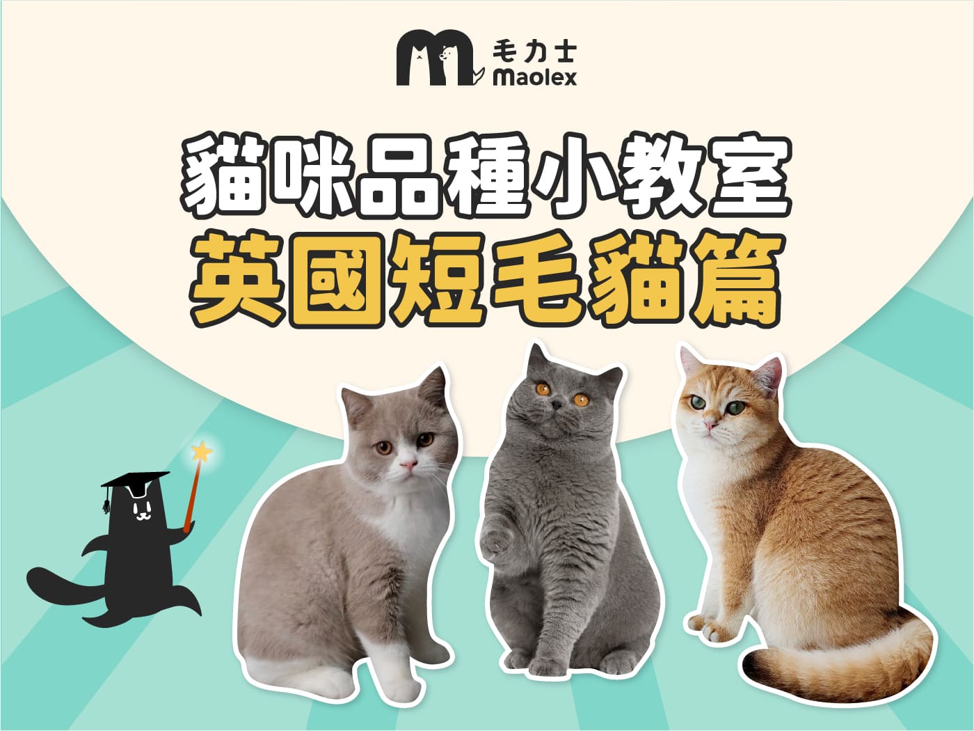 【貓咪品種小教室🧑🏫英短篇】英國絨毛貴族的秘密