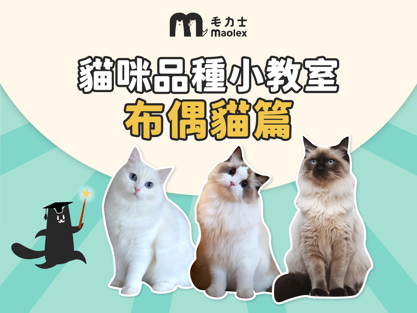 【貓咪品種小教室🧑🏫布偶貓篇】溫柔療癒喵公主👸外型個性、日常照護大補帖