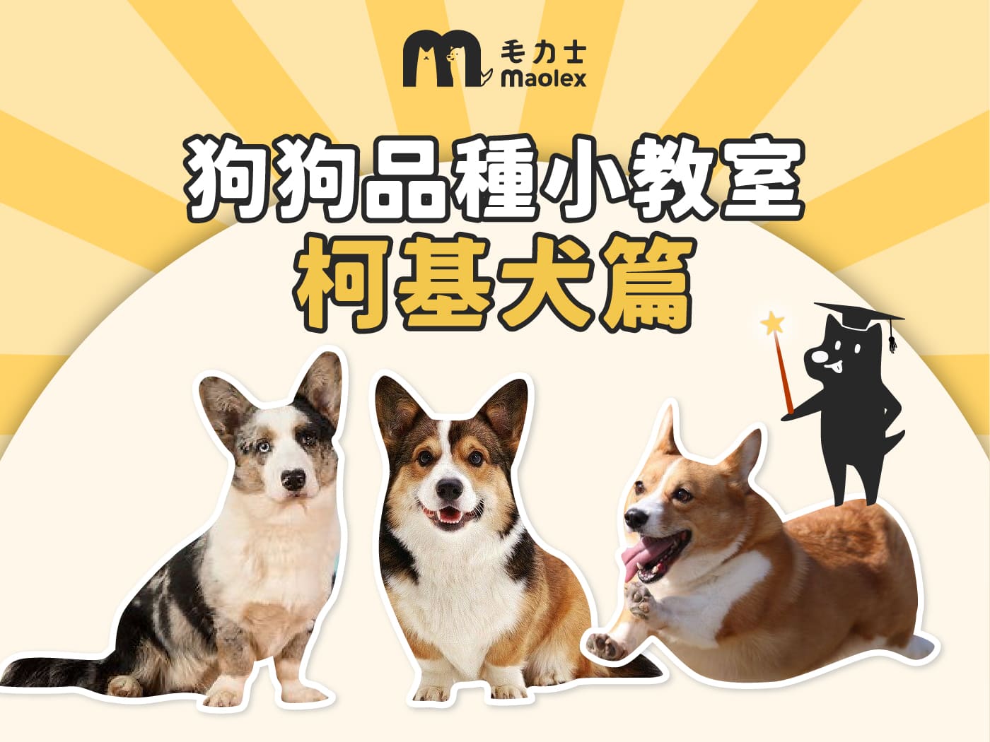 狗狗品種小教室🧑‍🏫科基犬篇】短腿狗的特徵、個性與台灣飼養重點全解析