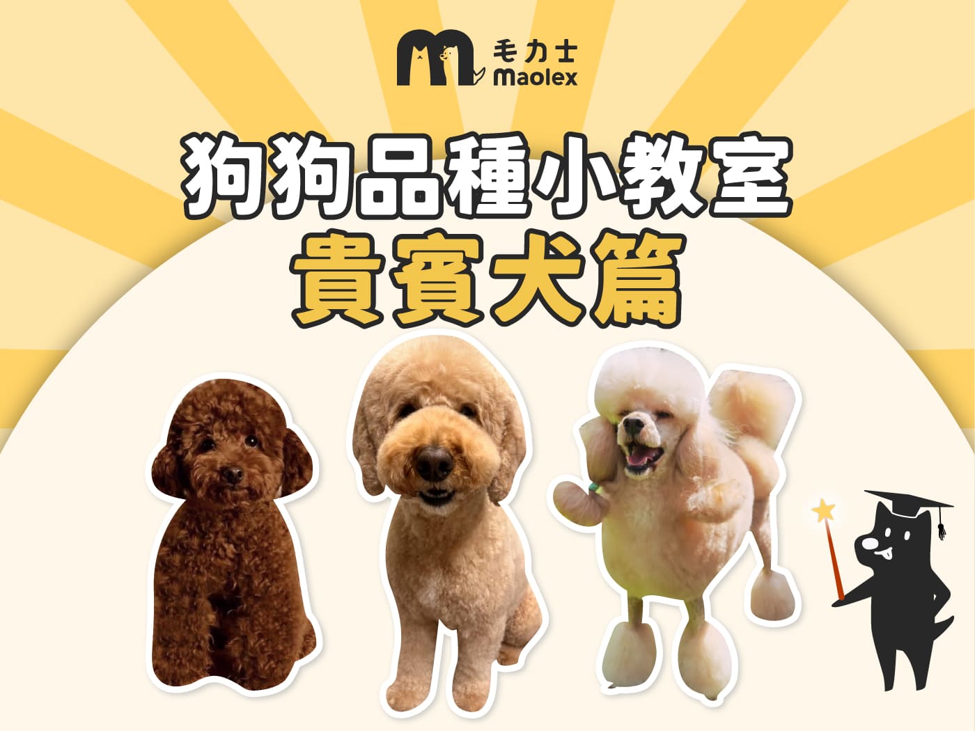 【狗狗品種小教室🧑🏫貴賓犬篇】高智商不掉毛代表!三種體型一次認識