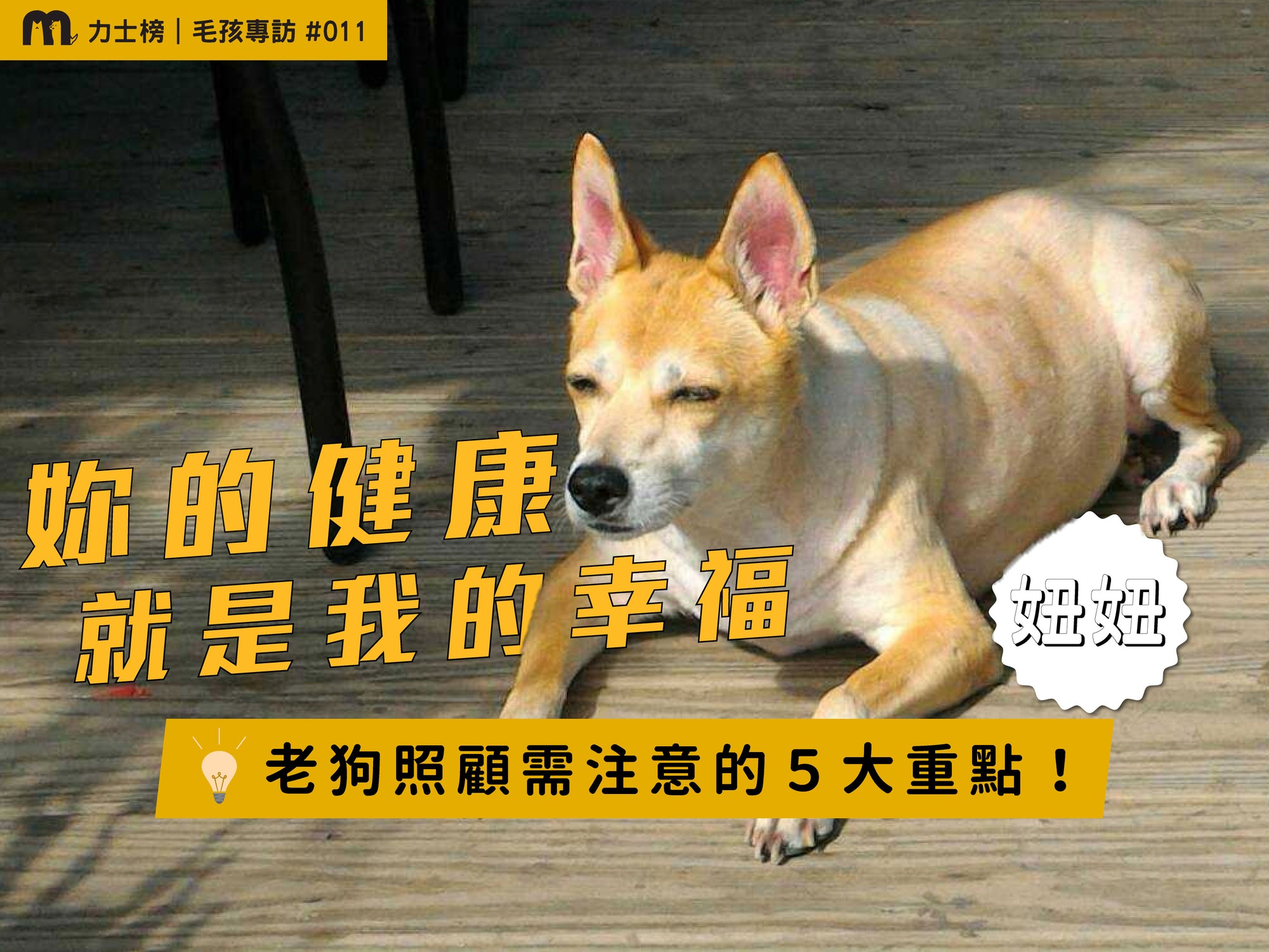 一隻老狗混血柴犬在曬日光浴