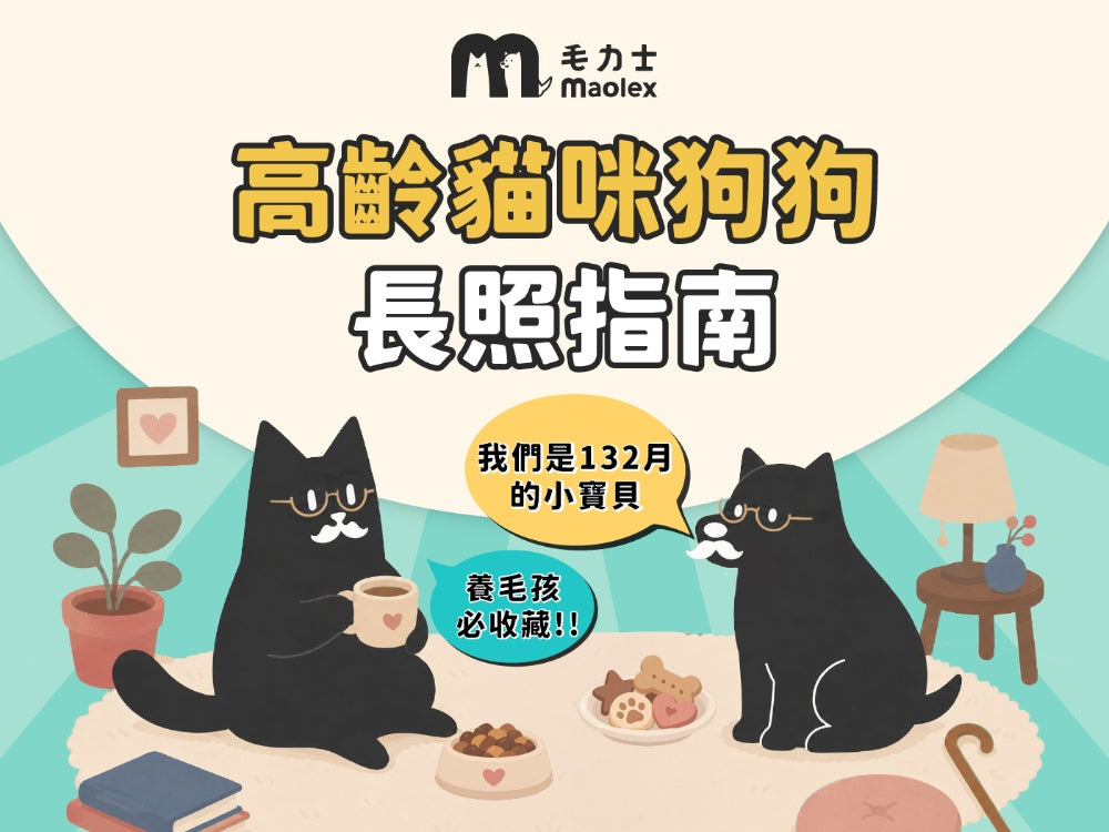 毛孩變老怎麼照顧?高齡貓狗照護指南:飲食、環境、健康問題整理給你!