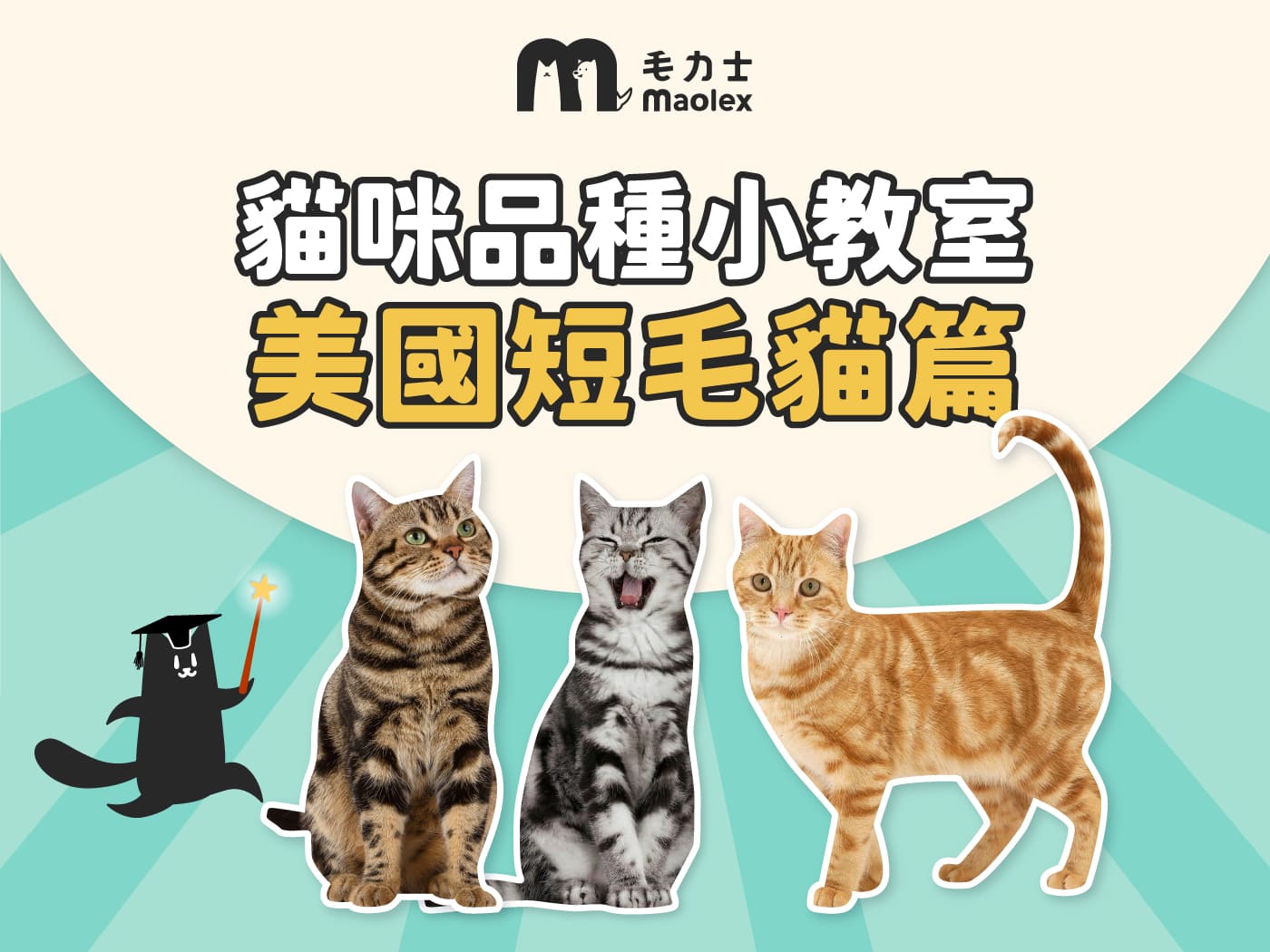 【貓咪品種小教室🧑‍🏫美短篇】恰到好處的親人E貓