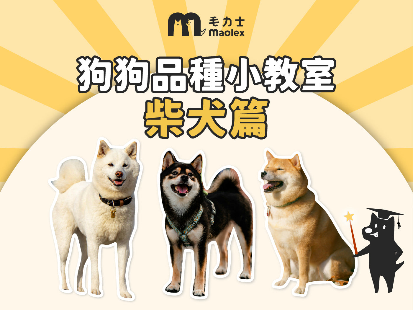 【狗狗品種小教室🧑‍🏫柴犬篇】日本萌力擔當小天王