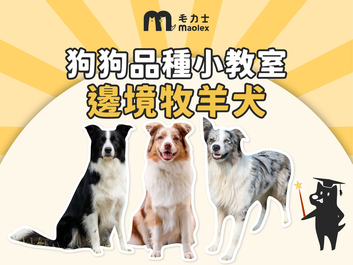 【狗狗品種小教室🧑‍🏫邊境牧羊犬篇】🐶 狗界學霸！但你Hold得住邊牧個性嗎？