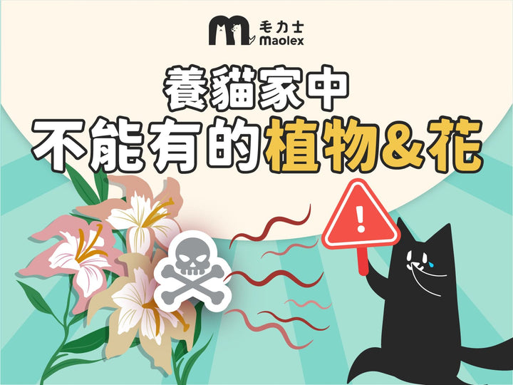 毛力士部落格，寵物知識文章，對貓有毒的植物清單，寵物友善盆栽推薦