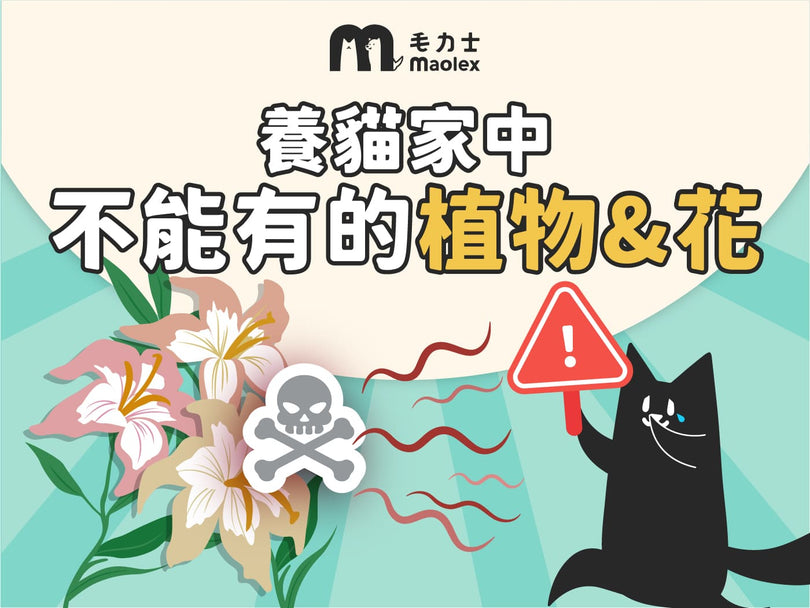 毛力士部落格，寵物知識文章，對貓有毒的植物清單，寵物友善盆栽推薦