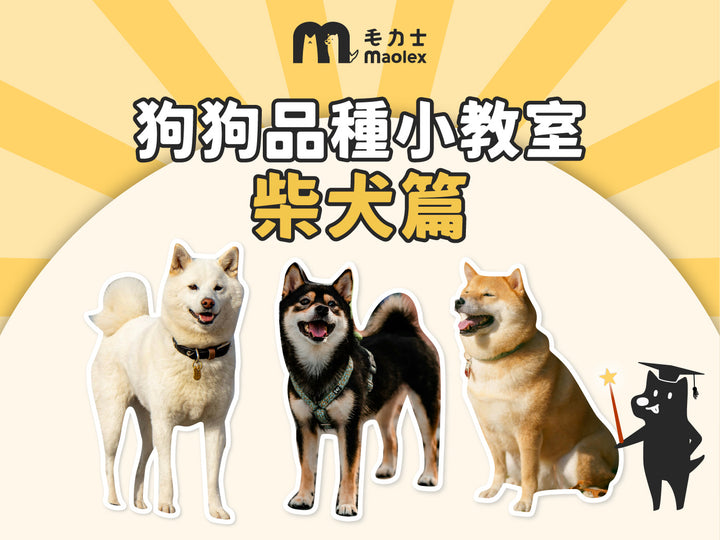 狗狗品種說明，柴犬篇