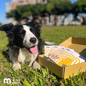 毛力士Maolex-狗狗主食餐包/鮮食 名人/顧客推薦-邊境牧羊犬リト